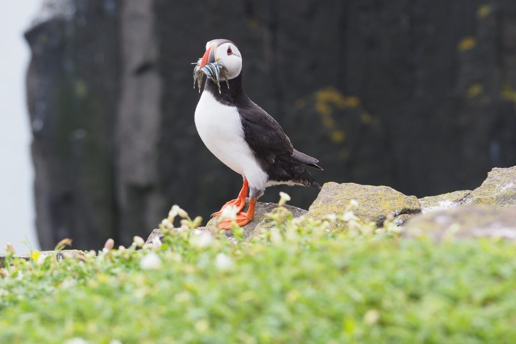 Île de May en Écosse : conseils pour l'observation des oiseaux 6 Macareux avec poissons sur l'île de May