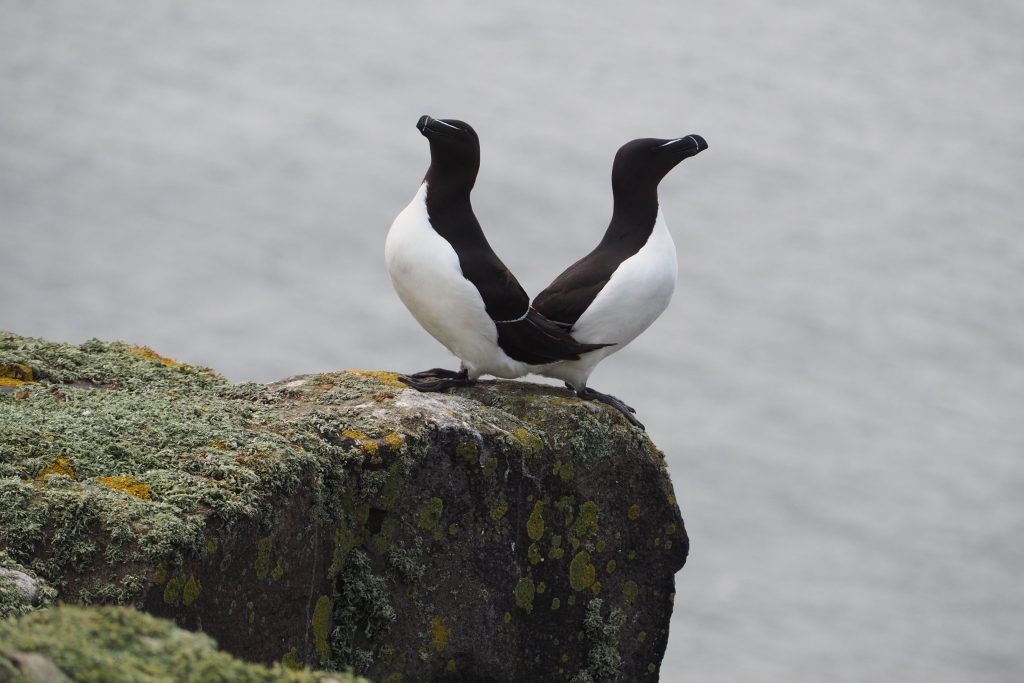 Île de May en Écosse : conseils pour l'observation des oiseaux 4 Pingouins torda sur l'île de May