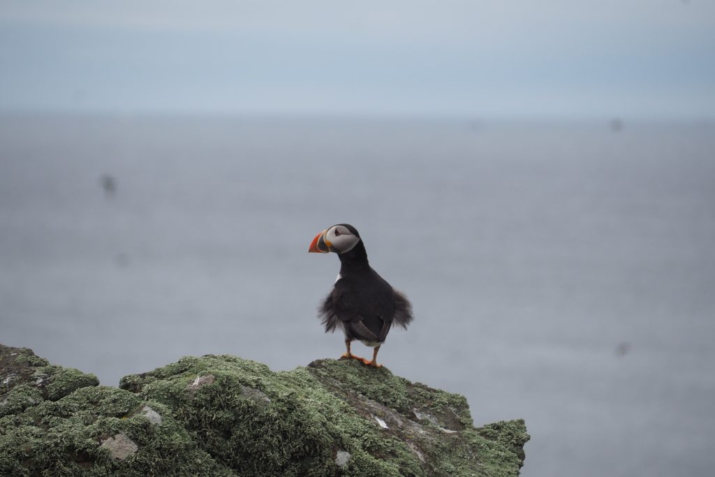 Île de May en Écosse : conseils pour l'observation des oiseaux 10 observation ile de may