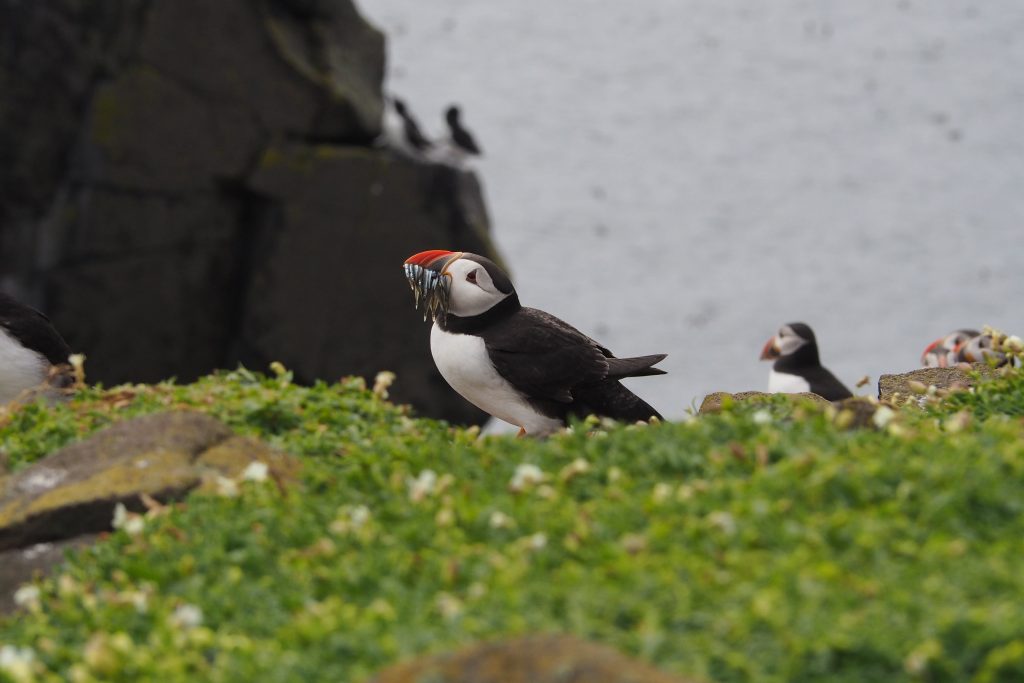 Île de May en Écosse : conseils pour l'observation des oiseaux 8 macareux sur l'île de May