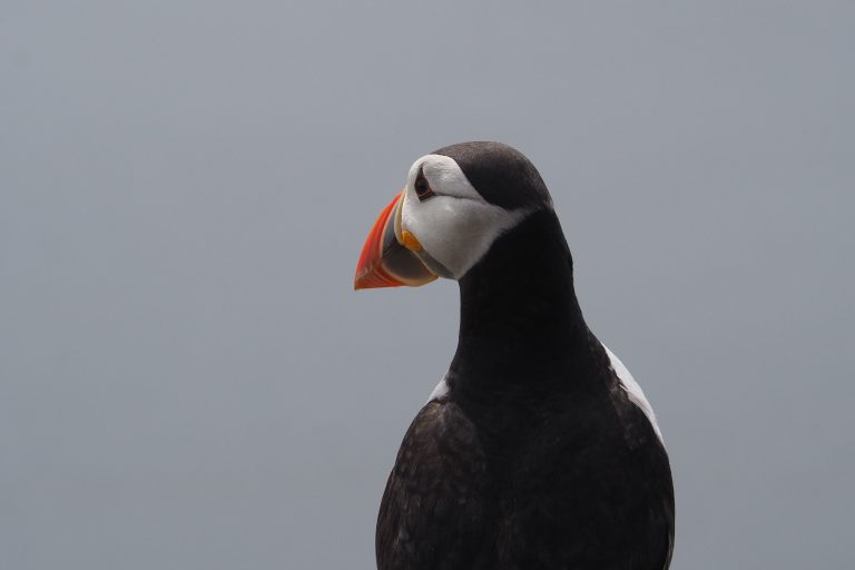 observer les oiseaux de l'île de May en Écosse