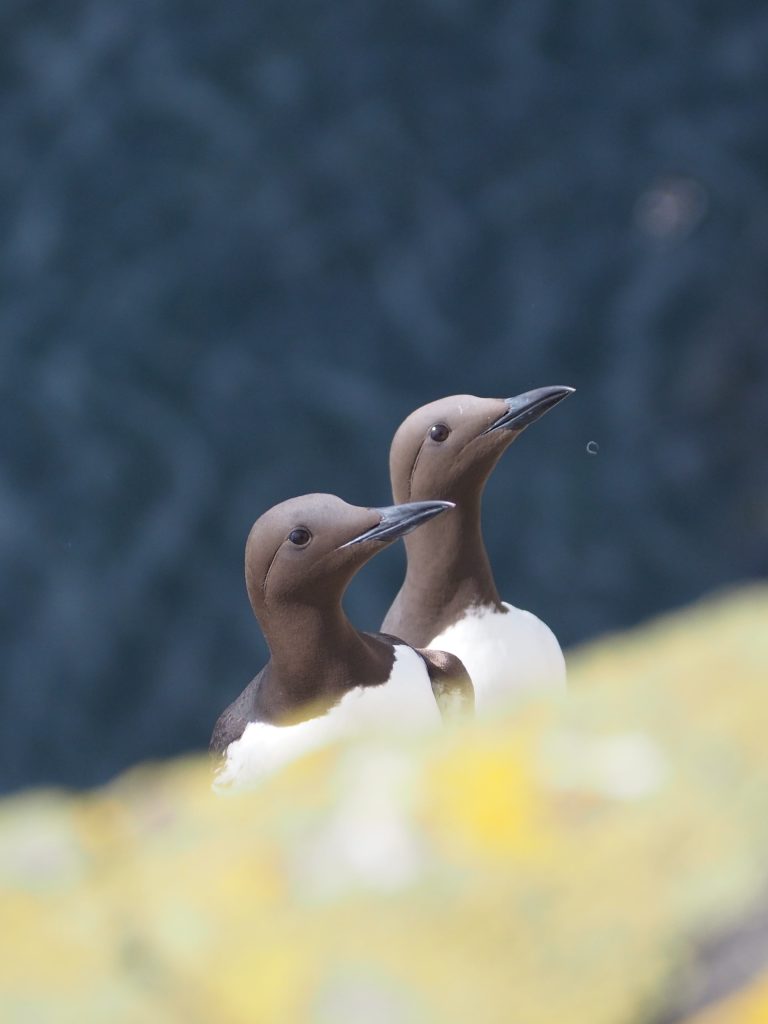 Île de May en Écosse : conseils pour l'observation des oiseaux 5 Guillemots sur l'île de May