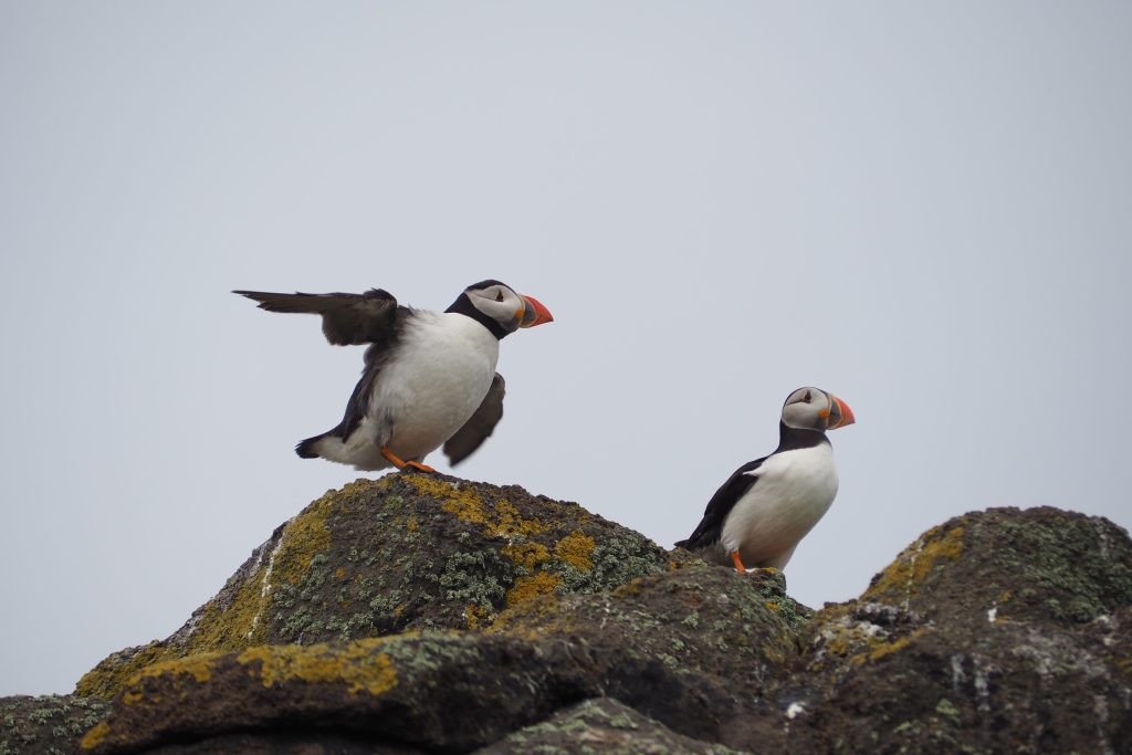 Île de May en Écosse : conseils pour l'observation des oiseaux 7 Macareux sur l'ile de May