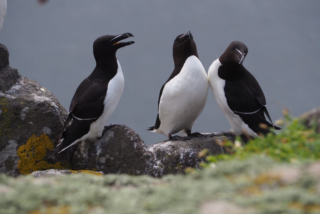Île de May en Écosse : conseils pour l'observation des oiseaux 9 pingouins torda sur l'ile de May