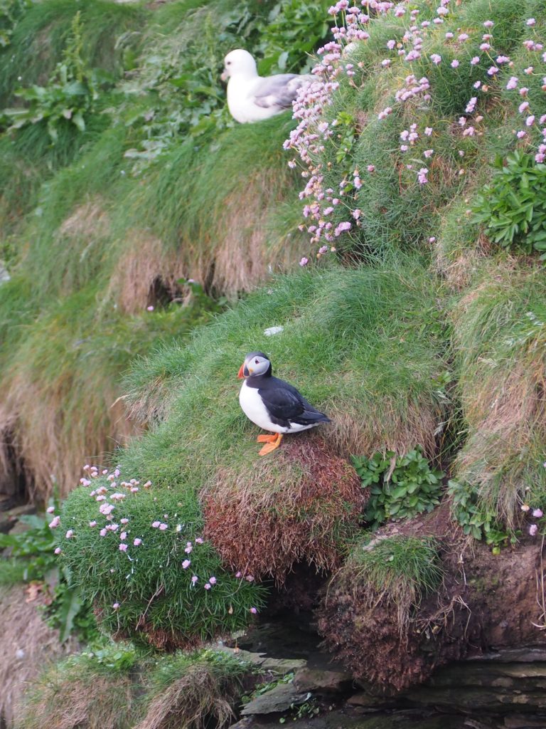 Organiser Un Road Trip sur La North Coast 500 : Itinéraire, Étapes et Conseils Pratiques 23 Macareux et Fulmar boréal à Duncansby Head