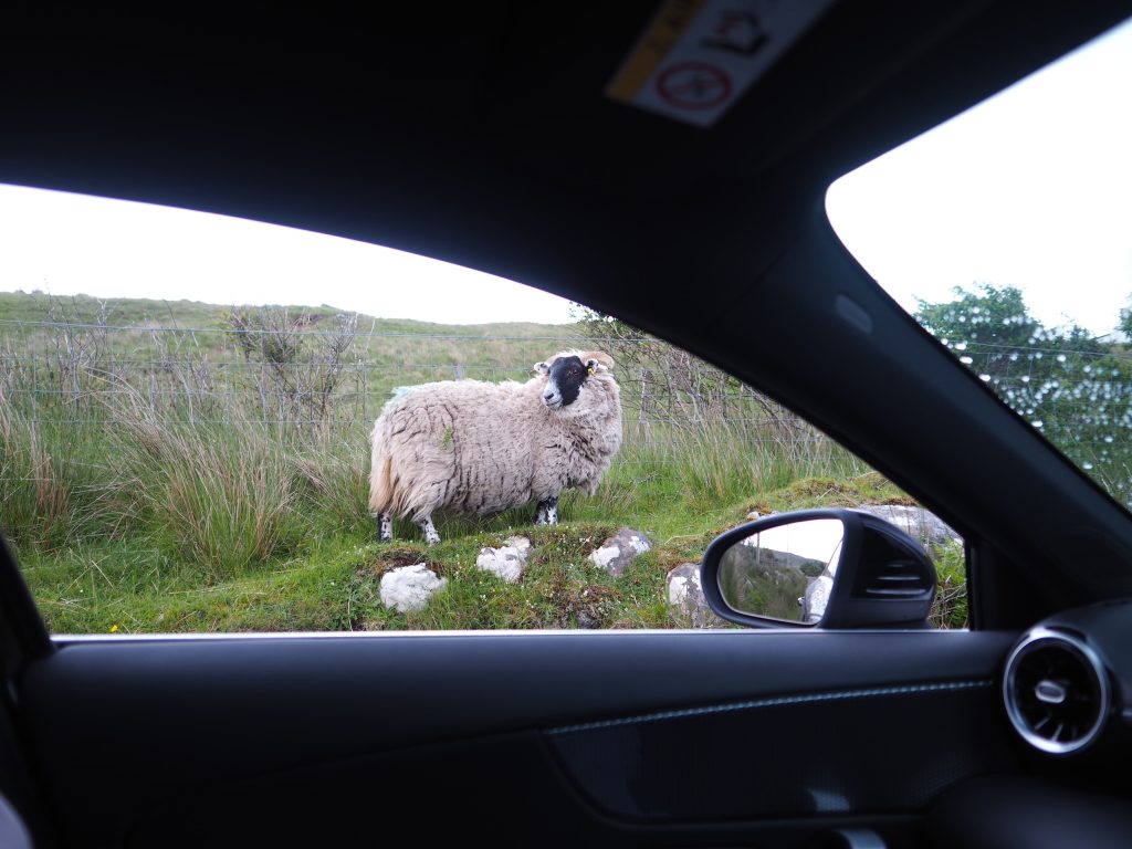 Organiser Un Road Trip sur La North Coast 500 : Itinéraire, Étapes et Conseils Pratiques 6 mouton à tête noire à travers la vitre de la voiture