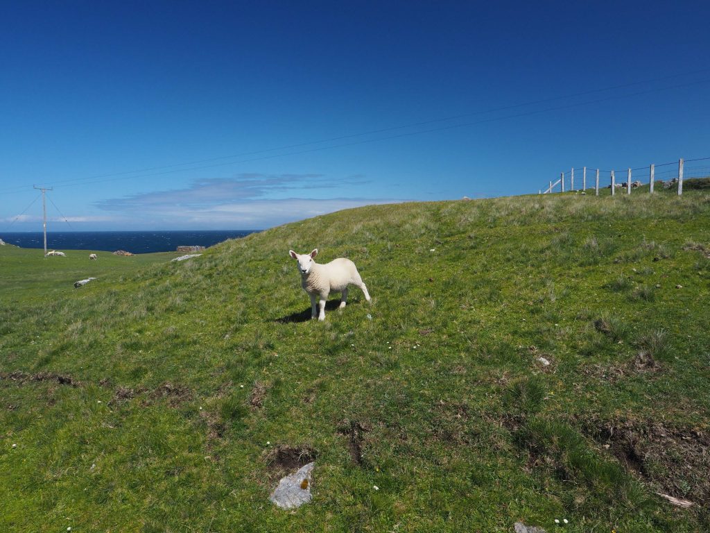 Organiser Un Road Trip sur La North Coast 500 : Itinéraire, Étapes et Conseils Pratiques 19 agneau sur herbe verte au bord de la mer