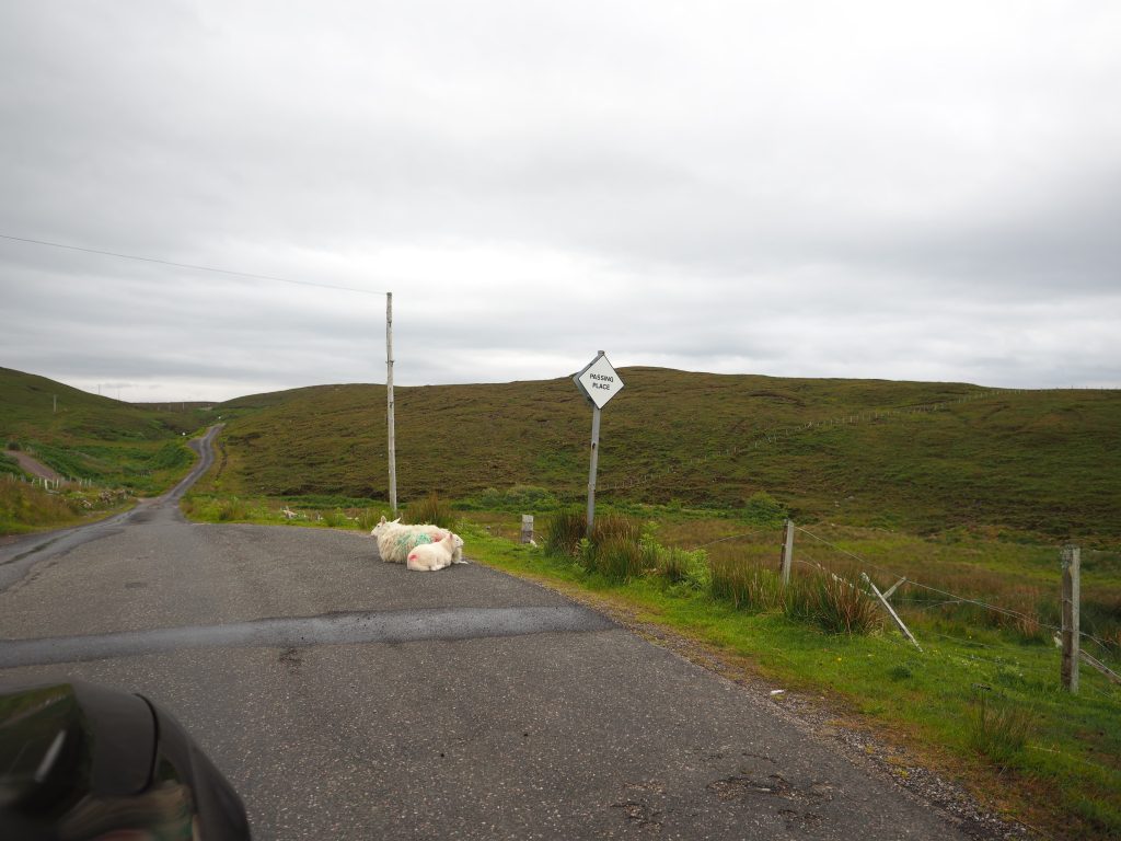 Organiser Un Road Trip sur La North Coast 500 : Itinéraire, Étapes et Conseils Pratiques 28 Moutons couchés sur une passing place