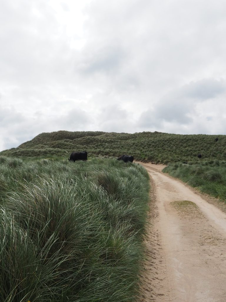 Organiser Un Road Trip sur La North Coast 500 : Itinéraire, Étapes et Conseils Pratiques 16 vaches dans les dunes de sandwood bay