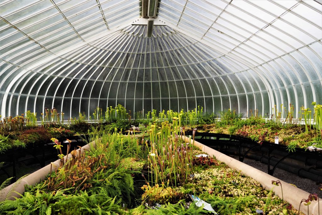 3 circuits parfaits pour visiter Glasgow le temps d'un long weekend 20 Intérieur d'une serre en métal blanc et verre avec un grand bac avec des plantes carnivores au milieu