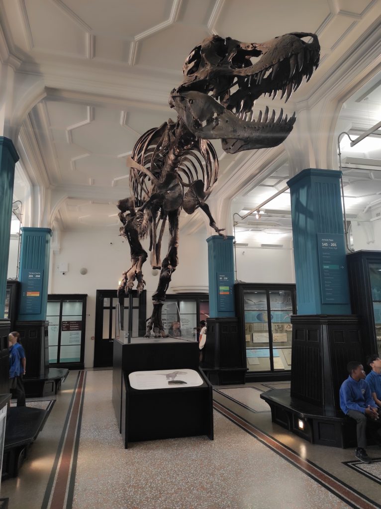 4 musées à Manchester à découvrir absolument sans débourser un centime 11 Squelette de Tyrannosaure en position de marche