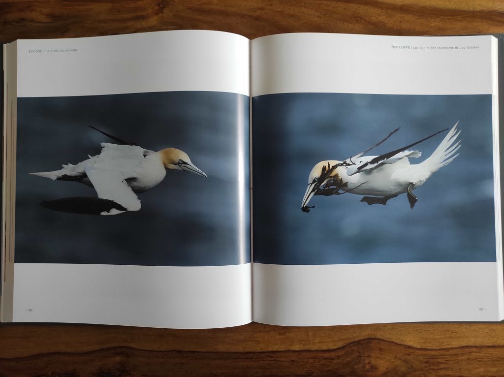 Visiter le Royaume-Uni et l’Irlande : 10 Livres Pour Voyager Depuis Chez Soi 8 Intérieur d'un livre de photo avec deux grandes photos de fous de bassan